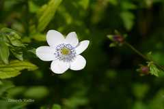 Anemone rivularis